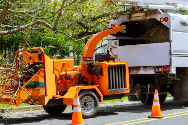 Trusted Cabot, AR Tree Service Experts